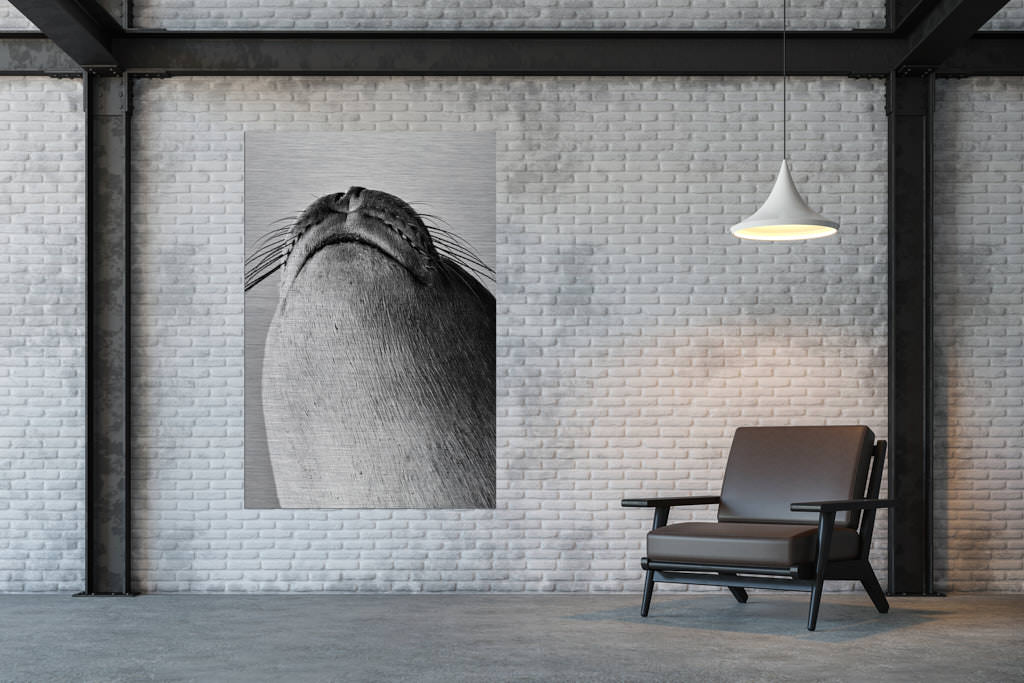 Das schwarz-weiße Fotokunstwerk einer antarktischen Robbe an einer Wand in einer Loft.